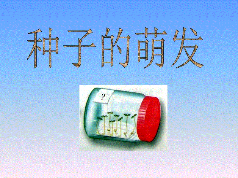 体育手机端APP